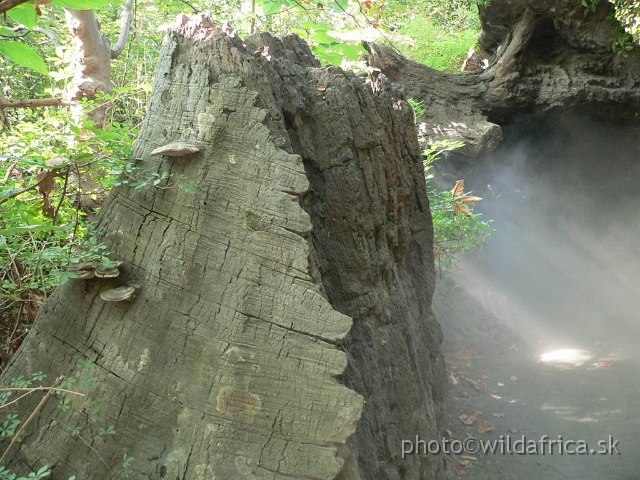 congo 13a.jpg - Detail of fallen tree.